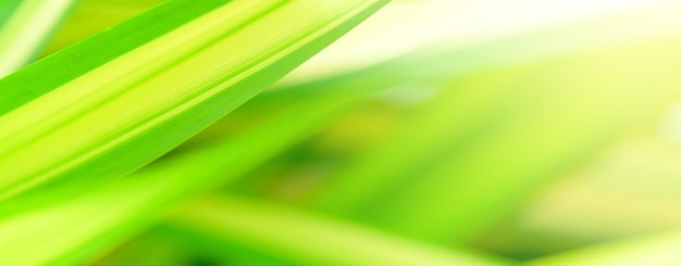 Concept nature view of green foliage on blurred greenery background