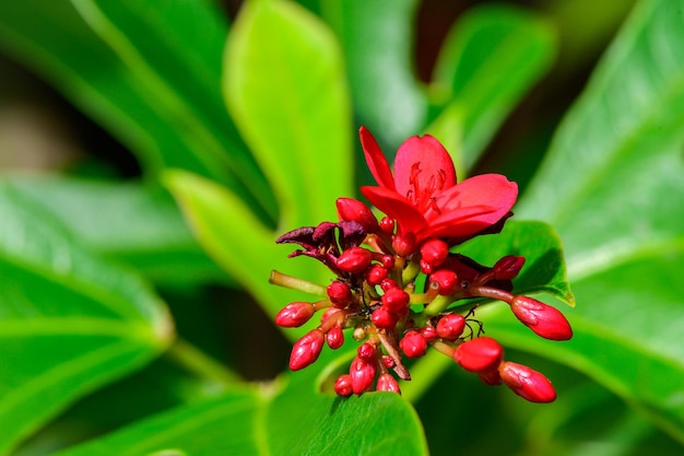 Concept nature view of green foliage on blurred greenery background