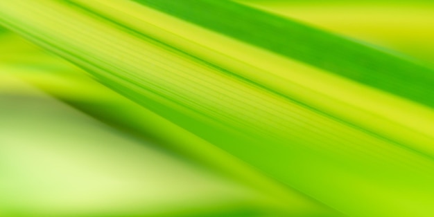 Concept nature view of green foliage on blurred greenery background