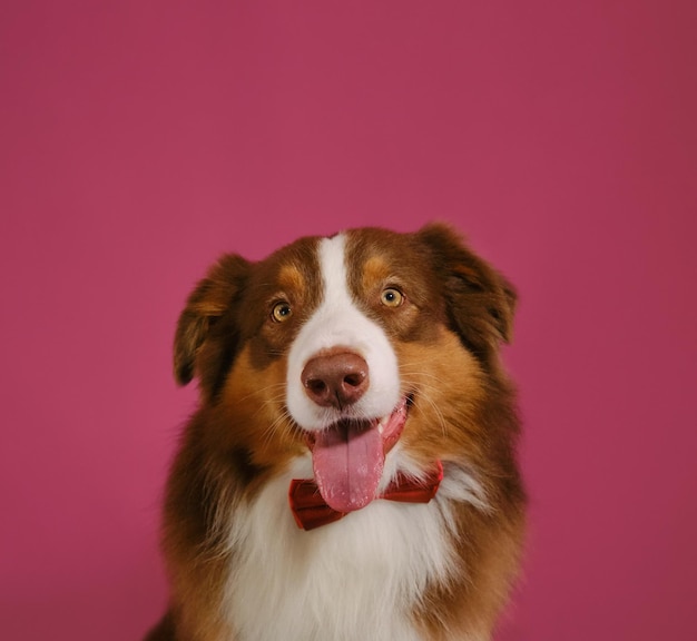 Concept of pet looks like person Happy Brown Australian Shepherd dog wears red bow tie