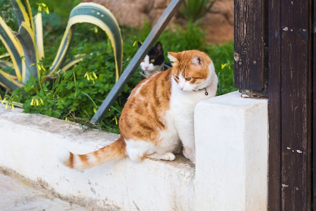 Concept of pets - Orange and white tabby cat with collar outdoor.