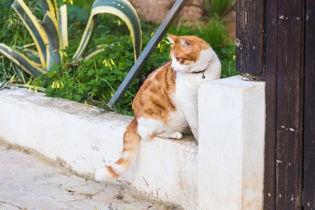 Concept of pets - Orange and white tabby cat with collar outdoor.