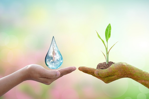 Concept of saving the world Tree and water droplets on human hands