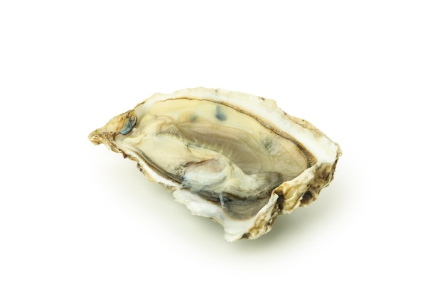 Concept of seafood oyster isolated on white background