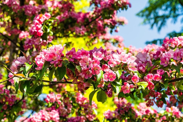 Concept of spring pink apple blossom in the garden