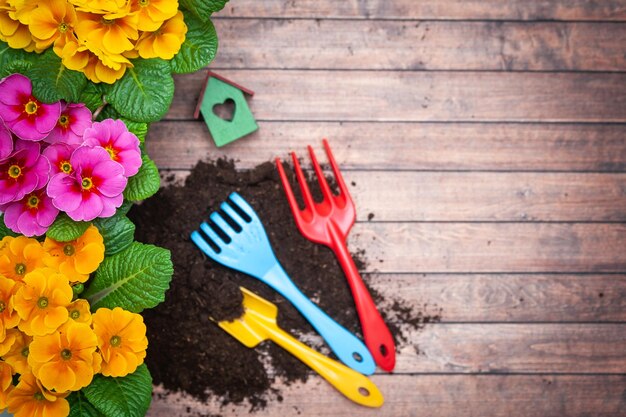 Photo concept spring planting harmony and beauty flowers primula pink and yellow and garden tools flat lay space for text