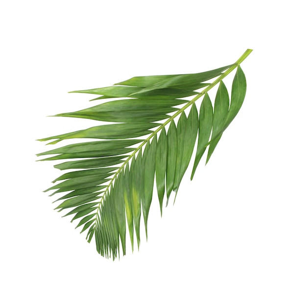 Concept summer with green palm leaf from tropical frond floral leaves branches tree isolated on white pattern background flat lay top view