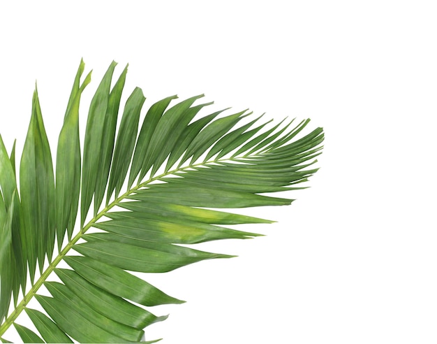 Concept summer with green palm leaf from tropical frond floral leaves branches tree isolated on white pattern background flat lay top view