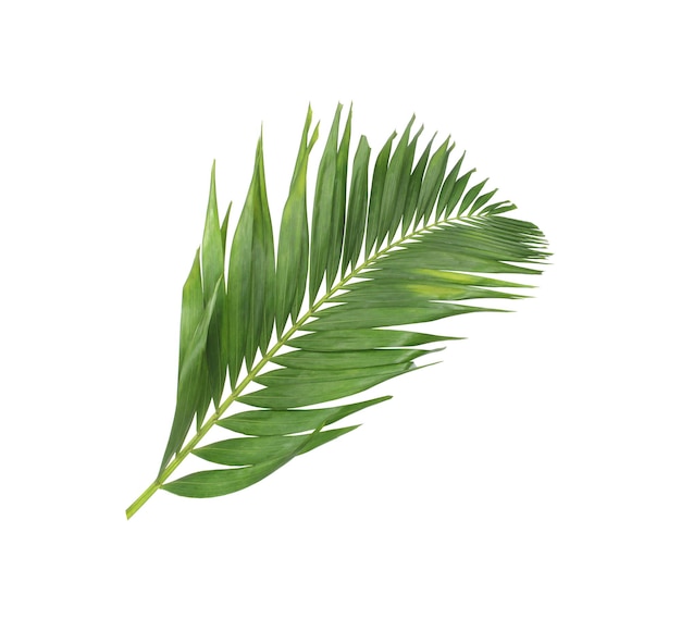 Concept summer with green palm leaf from tropical frond floral leaves branches tree isolated on white pattern background flat lay top view