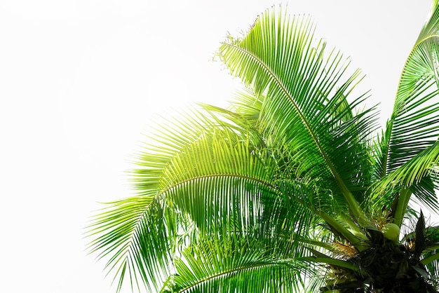 Concept texture leaves abstract green nature background tropical leaves coconut isolated on white