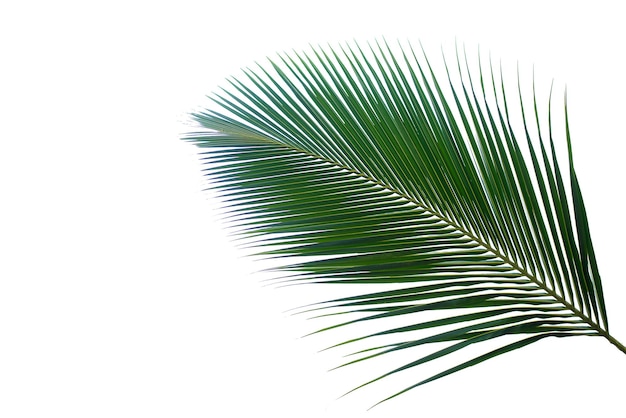 Concept texture leaves abstract green nature background tropical leaves coconut isolated on white