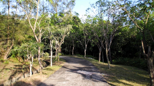 A concrete path into the forest with trees to the left and right A park garden or forest