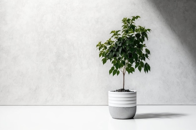 In a concrete room with a white potted tree It grows dollars Pretend