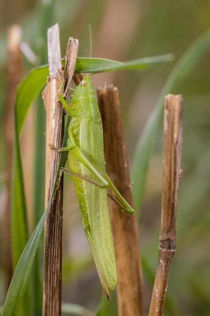 Cone-headed grasshopper (Ruspolia nitidula) in the field