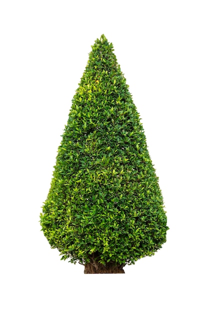 Cone shaped bush isolated on white background with clipping path