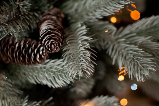 Cones on a blue spruce with a side and a blurred background and with a place for text