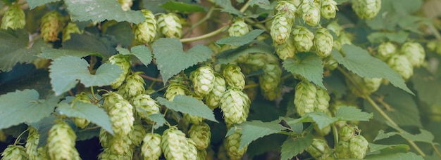 Cones of hops in a basket for making natural fresh beer concept of brewing Beautiful panoramic image tinted