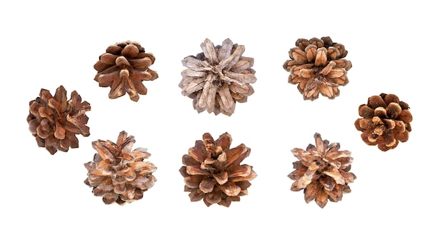 Photo cones pine. pinecones. fir cones with clipping path. collection cones of coniferous trees isolated on white