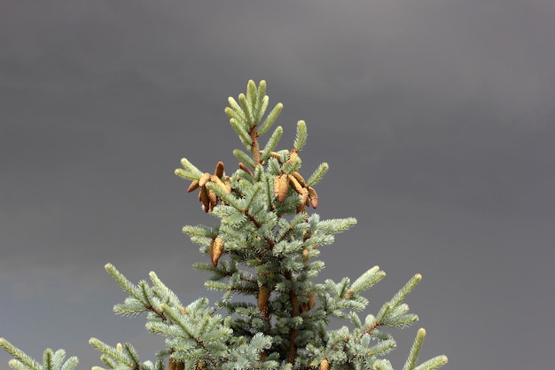 Cones on a pine tree