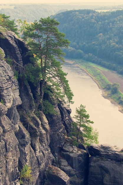 Conifer tree on a cliff on the background of water Toned