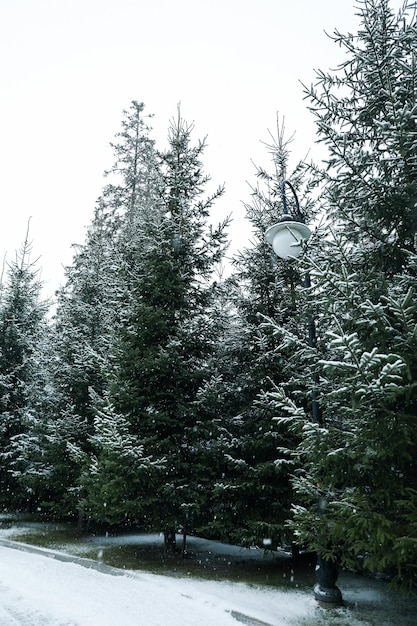 Conifer trees in snowy day in Carpathian ski resort