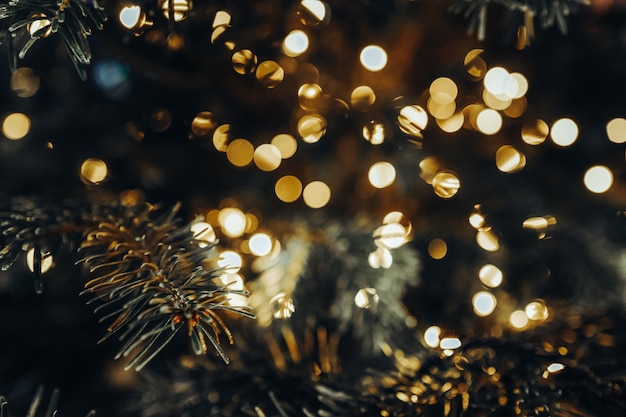 Coniferous branches and blurry shiny golden lights in Christmas and New Year atmosphere