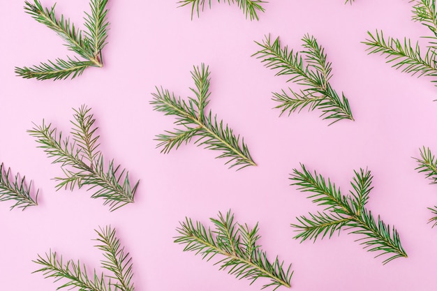 coniferous branches on a pastel pink background.