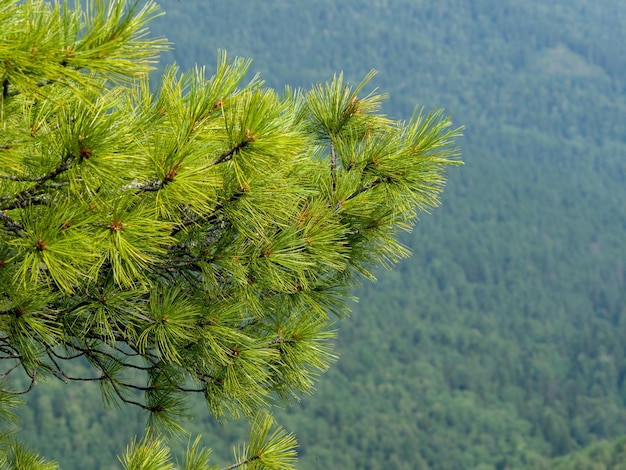 Coniferous branches of the Siberian cedar on the background of green taiga