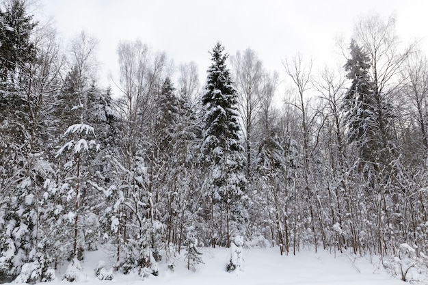 Coniferous and deciduous trees without foliage in winter, trees covered with snow after snowfalls and blizzards