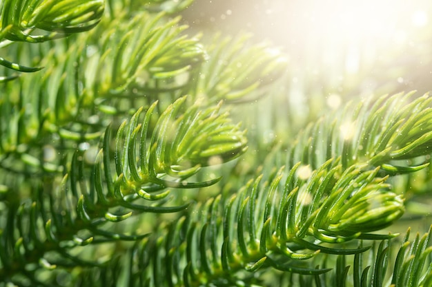 Coniferous forest Background with bright spruce branches Sunlight