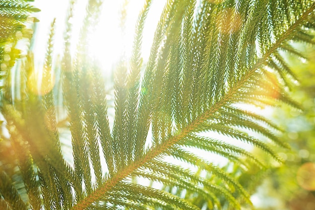 Coniferous forest Background with bright spruce branches Sunlight