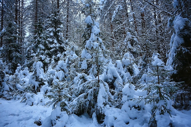 coniferous forest covered with hoarfrost background, winter landscape snow trees