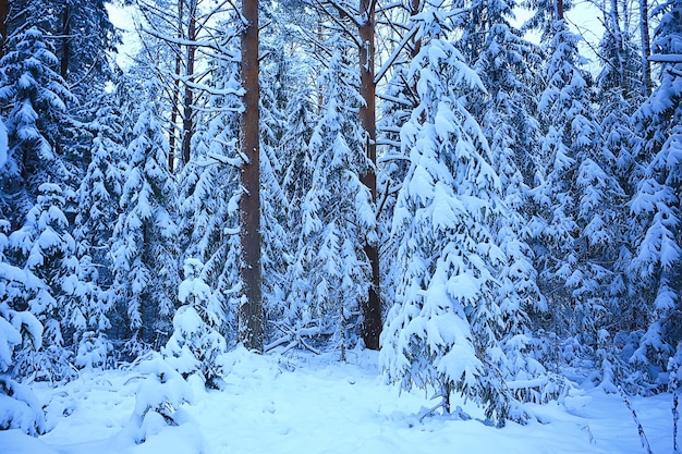 coniferous forest covered with hoarfrost background, winter landscape snow trees