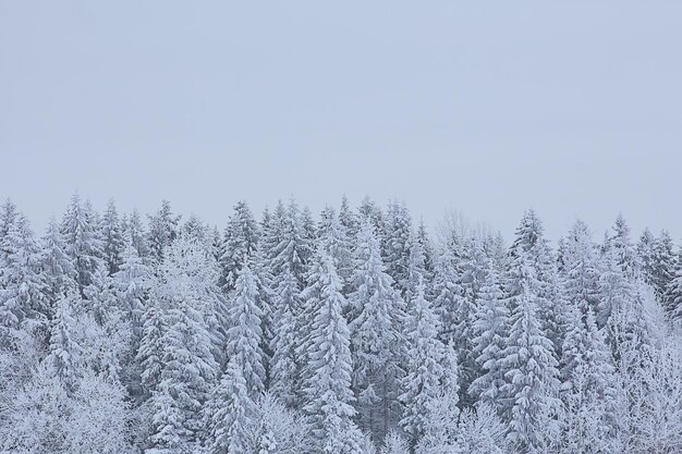 coniferous forest covered with hoarfrost background, winter landscape snow trees