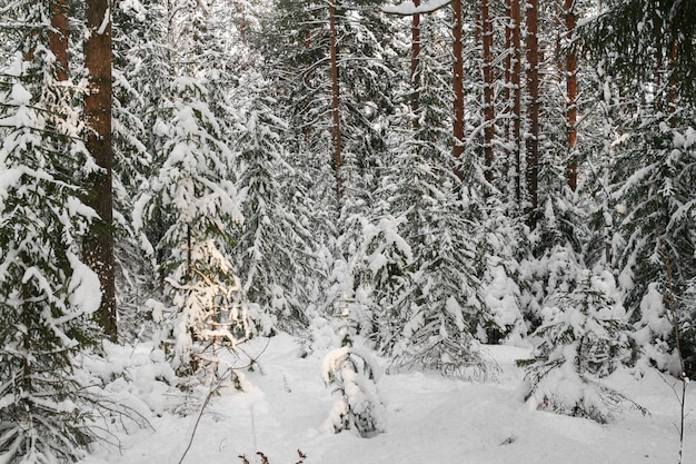 Coniferous forest, covered with snow.