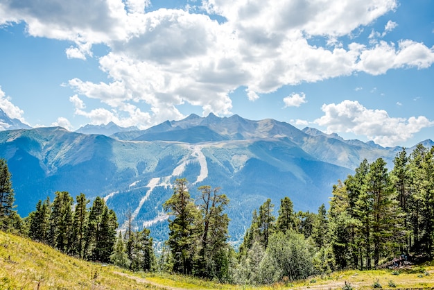 Coniferous forest and mountains Landscape Travel serene landscapes in summer green