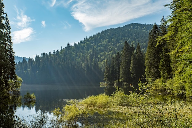 Coniferous forest near the lake background of mountains and blue sky with clouds Synevir Carpathians