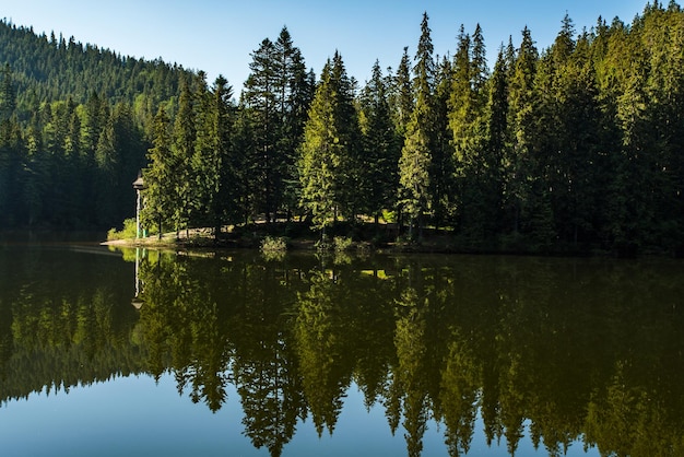 Coniferous forest near the lake is reflected in the water blue sky Synevir Carpathians