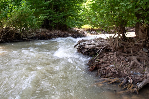 Coniferous forest stormy river