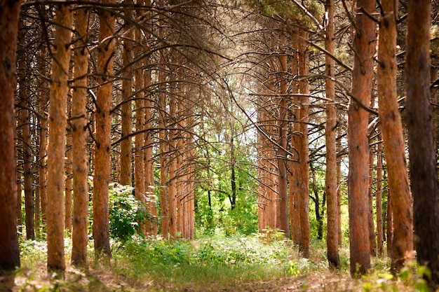 Coniferous forest on a summer day