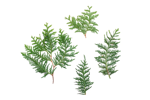 Coniferous green branches on a white background