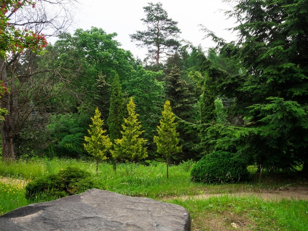 A coniferous green forest spruce mix of trees