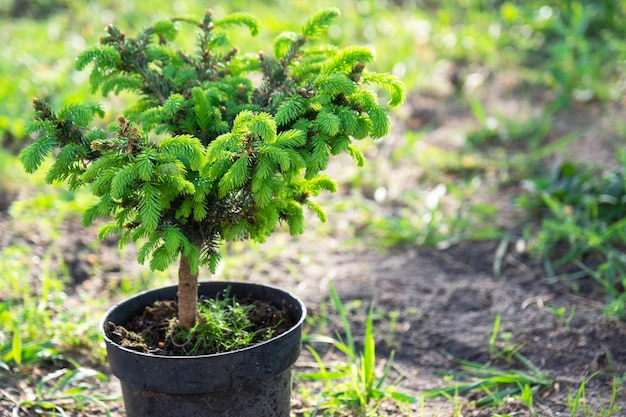 Coniferous plants in pots with a closed root for planting on your garden plot from the nursery Gardening of a garden plot in spring