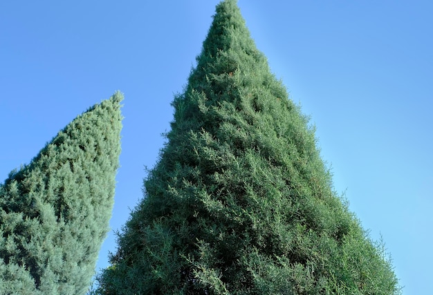 Coniferous tree of the cypress family