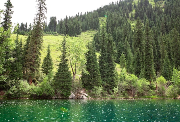 Coniferous trees are reflected in the lake on cloudy sky background