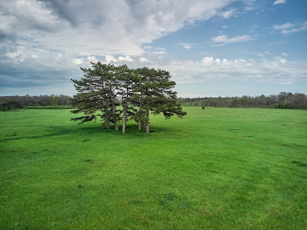 Coniferous trees on a green meadow in the park, on the horizon forest and blue sky