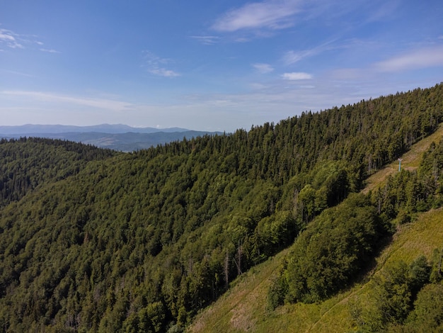 Coniferous trees on the slope of the mountain. Aerial drone view.