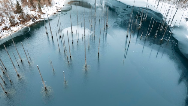 Coniferous trees stand in the icy water of the mountain lake Kaindy. Trunks of fir trees under water