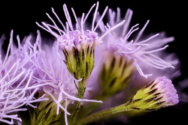 Conoclinium coelestinum, Mistflower, Flower and plant Macro material on black background