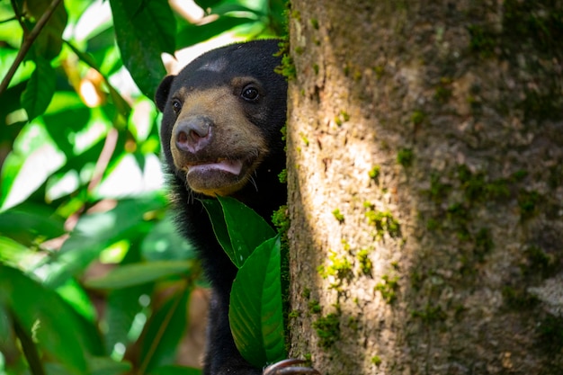 Conservation animals, Malay bears, Sandakan, Sabah, Borneo, Malaysia